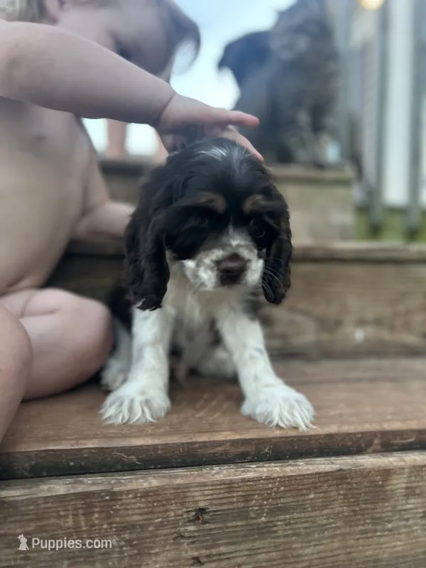Scout – Cocker Spaniel puppy for sale in Ardmore, OK