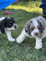Copper, a male Cocker Spaniel for sale in Ardmore, OK – 2 of 3