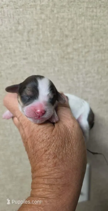 Hazel mae – Cavapoo puppy for sale in Ardmore, OK