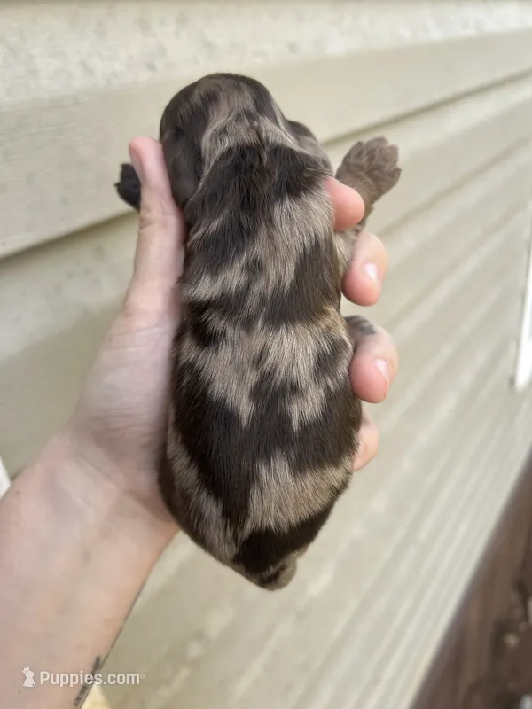 Moose – Cocker Spaniel puppy for sale in Ardmore, OK