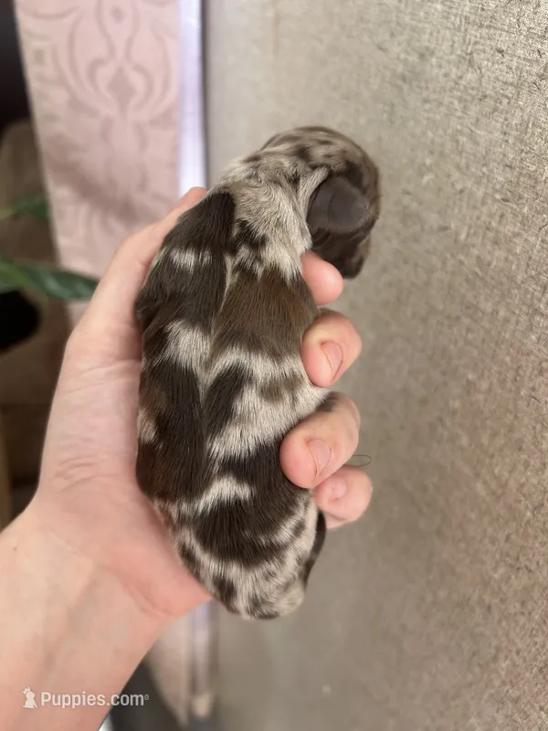 Dolly – Cocker Spaniel puppy for sale in Ardmore, OK