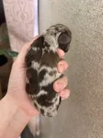 Dolly, a female Cocker Spaniel for sale in Ardmore, OK – 1 of 1