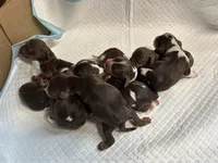 Hank, a male Cocker Spaniel for sale in Ardmore, OK – Photo 4 of 4