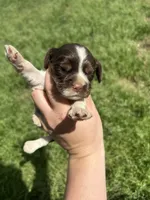 Hank, a male Cocker Spaniel for sale in Ardmore, OK – Photo 2 of 3