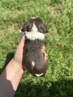 Hank, a male Cocker Spaniel for sale in Ardmore, OK – Photo 3 of 3