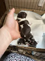 Hank, a male Cocker Spaniel for sale in Ardmore, OK – Photo 3 of 4