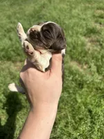 Hank, a male Cocker Spaniel for sale in Ardmore, OK – Photo 1 of 3