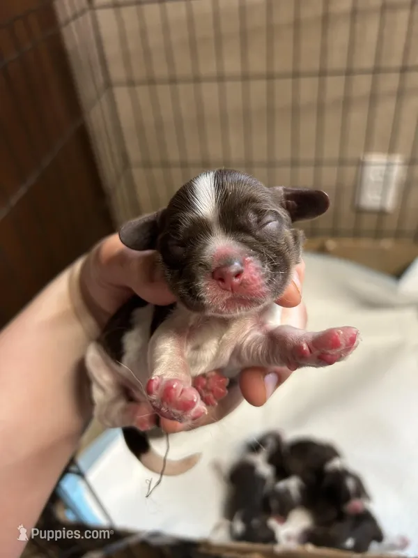 Hank – Cocker Spaniel puppy for sale in Ardmore, OK