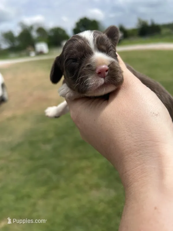 Hank – Cocker Spaniel puppy for sale in Ardmore, OK