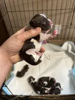 Hank, a male Cocker Spaniel for sale in Ardmore, OK – Photo 2 of 4