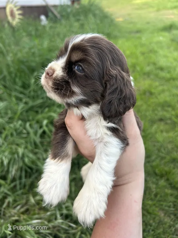 Drew – Cocker Spaniel puppy for sale in Ardmore, OK