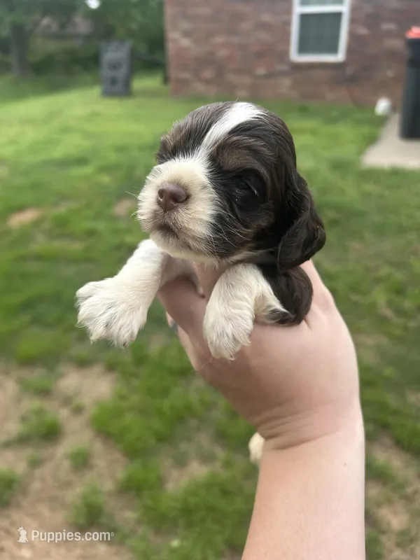 Drew – Cocker Spaniel puppy for sale in Ardmore, OK