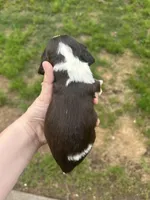 Drew, a male Cocker Spaniel for sale in Ardmore, OK – Photo 2 of 2