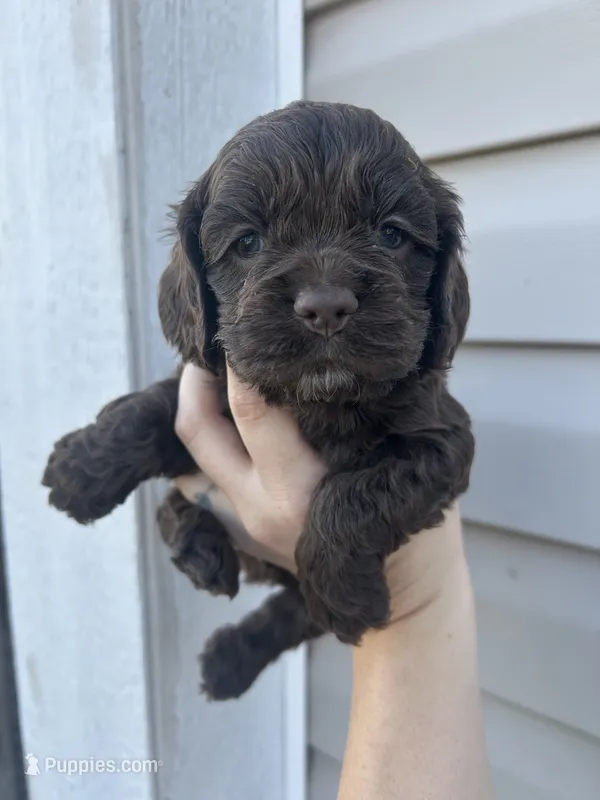 Ollie – Cocker Spaniel puppy for sale in Ardmore, OK