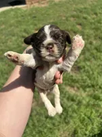 Hoss, a male Cocker Spaniel for sale in Ardmore, OK – Photo 1 of 3