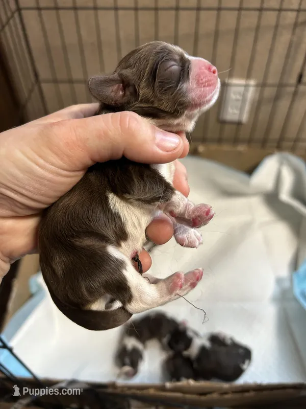 Hoss – Cocker Spaniel puppy for sale in Ardmore, OK