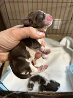 Hoss, a male Cocker Spaniel for sale in Ardmore, OK – Photo 1 of 4