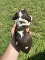 Hoss, a male Cocker Spaniel for sale in Ardmore, OK – Photo 3 of 3