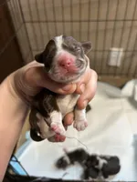 Hoss, a male Cocker Spaniel for sale in Ardmore, OK – Photo 2 of 4