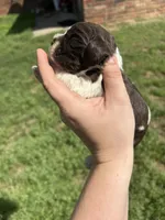 Hoss, a male Cocker Spaniel for sale in Ardmore, OK – Photo 2 of 3