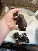 Hoss, a male Cocker Spaniel for sale in Ardmore, OK – Photo 3 of 4