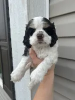 Thor, a male Cocker Spaniel for sale in Ardmore, OK – 5 of 6