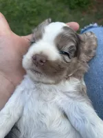 Lady Mae, a female Cocker Spaniel for sale in Ardmore, OK – 6 of 9