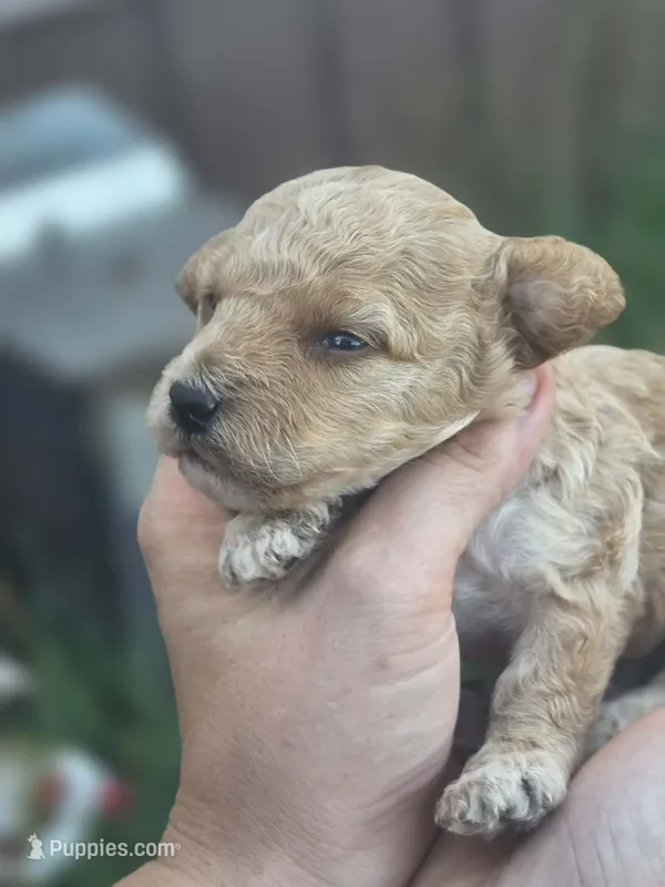 Levi – Poodle - Miniature  puppy for sale in Ardmore, OK