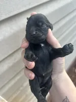 Izzy, a female Cocker Spaniel for sale in Ardmore, OK – 3 of 3