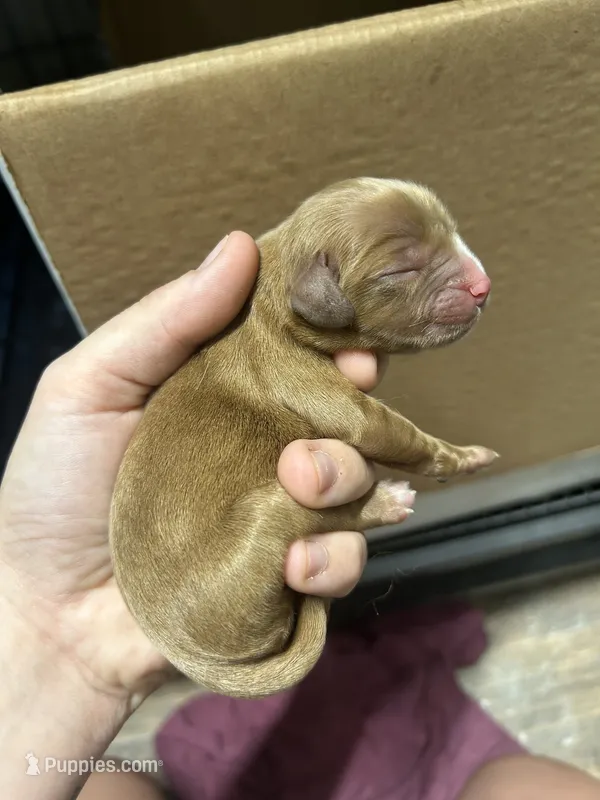 Noodle – Cavalier King Charles Spaniel puppy for sale in Ardmore, OK