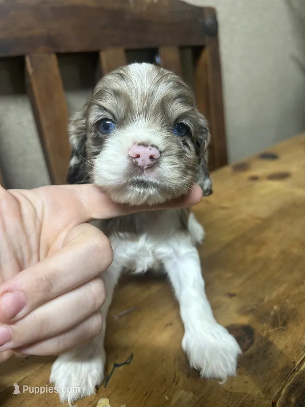 Stella – Cocker Spaniel puppy for sale in Ardmore, OK