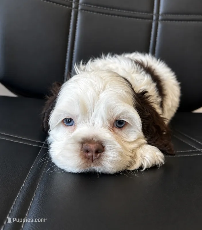 Calliope  – Cocker Spaniel puppy for sale in Ardmore, OK
