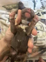 Boston, a female Cocker Spaniel for sale in Ardmore, OK – 2 of 2