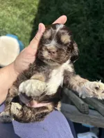 Apollo , a male Cocker Spaniel for sale in Ardmore, OK – 6 of 6