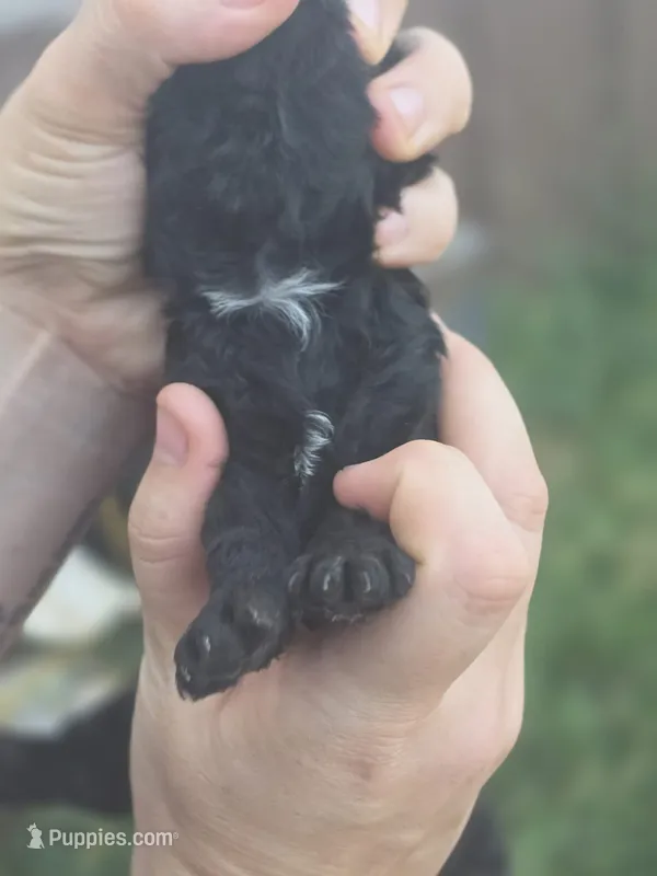 Clyde – Poodle - Miniature  puppy for sale in Ardmore, OK