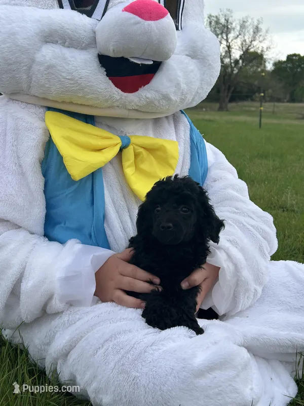Luca – Poodle - Miniature  puppy for sale in Ardmore, OK