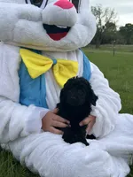 Luca, a male Poodle - Miniature  for sale in Ardmore, OK – Photo 1 of 3