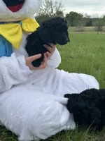 Luca, a male Poodle - Miniature  for sale in Ardmore, OK – Photo 2 of 3