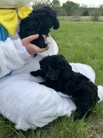 Jake, a male Poodle - Miniature  for sale in Ardmore, OK – Photo 3 of 4