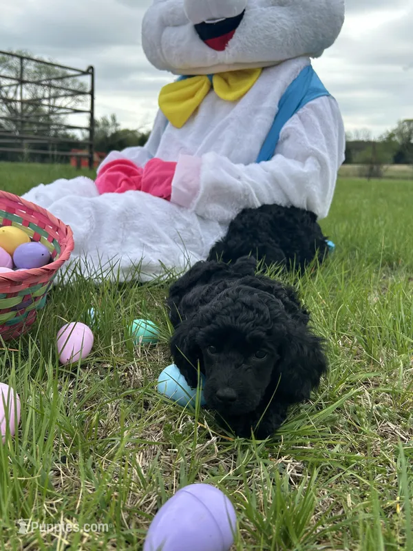 Jake, a male Poodle - Miniature  for sale in Ardmore, OK – Photo 1 of 4