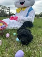 Jake, a male Poodle - Miniature  for sale in Ardmore, OK – Photo 1 of 4