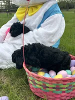 Jake, a male Poodle - Miniature  for sale in Ardmore, OK – Photo 2 of 4