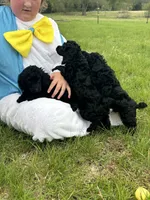 Jake, a male Poodle - Miniature  for sale in Ardmore, OK – Photo 4 of 4
