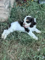 Thor, a male Cocker Spaniel for sale in Ardmore, OK – 5 of 7