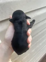 Skeeter , a female Cocker Spaniel for sale in Ardmore, OK – 2 of 3