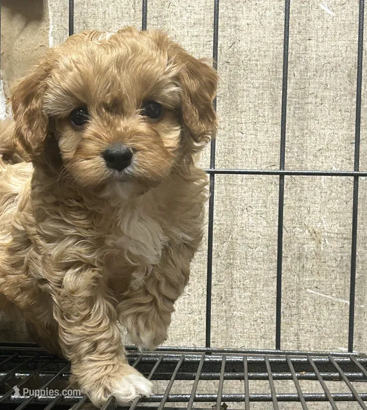 Frankie – Cavapoo puppy for sale in Ardmore, OK