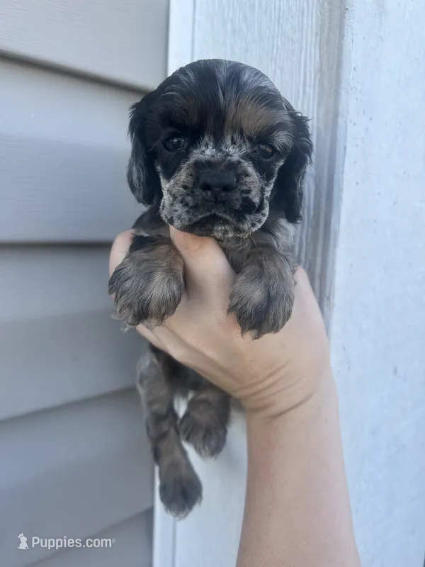 Shep – Cocker Spaniel puppy for sale in Ardmore, OK