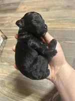 Wednesday, a female Poodle - Miniature  for sale in Ardmore, OK – Photo 1 of 2