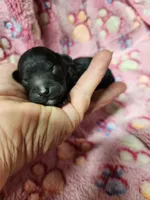Wednesday Adams , a female Poodle - Miniature  for sale in Ardmore, OK – Photo 1 of 3