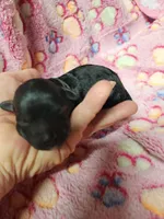 Wednesday Adams , a female Poodle - Miniature  for sale in Ardmore, OK – Photo 3 of 3